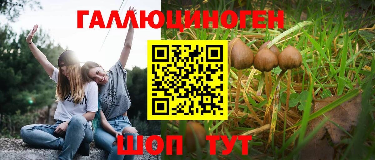 где купить наркотик  Галлюциногенные грибы MAGIC MUSHROOMS  Псилоцибиновые грибы Psilocybe  Вход с VPN  Большой Камень 
